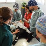 El hospital veterinario de Escobar suma nuevos practicantes de la UBA