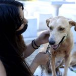 Malvinas Argentinas crea la primera Escuela de Mascotas municipal