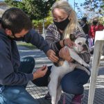 SAN FERNANDO El Municipio celebró el Día del Animal con un operativo de castración y vacunación en la Plaza San Pablo