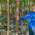 Juan Andreotti presentó las especies de árboles que se plantarán en San Fernando